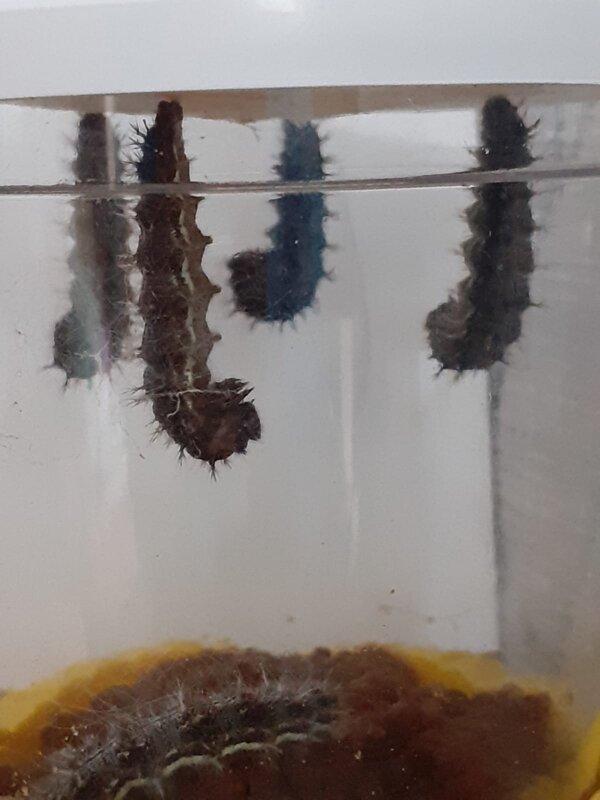 Image of Nursery- Caterpillar update
